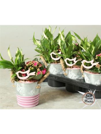 Ö. BENT CHAM KAL SPAT ZINK TAL