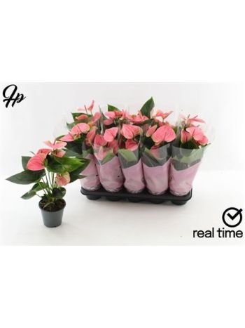 ANTHU AN SWEET DREAM