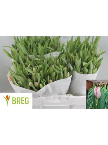 TU EN GANDERS RHAPSO