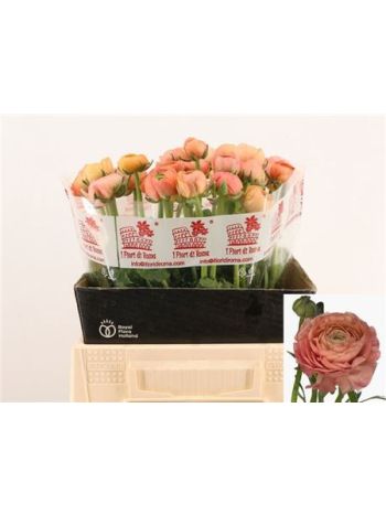 RAN DOLCEVIT SALMONE