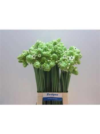 ORNIT SAUNDERSIAE 70CM