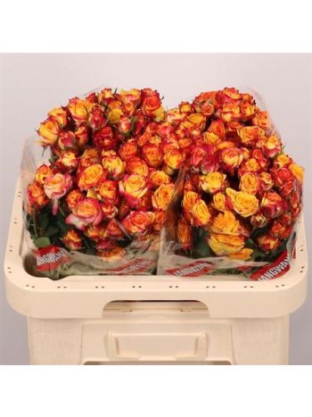 R TR LAND OF FIRE 60CM