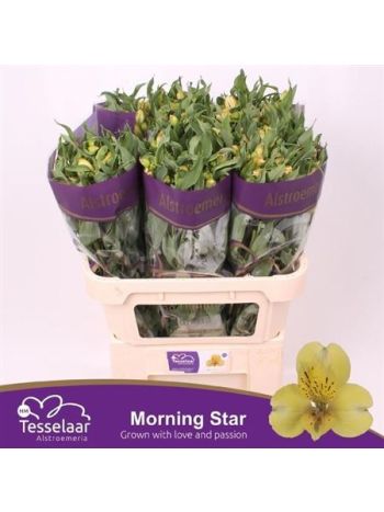 ALSTR MORNING STAR