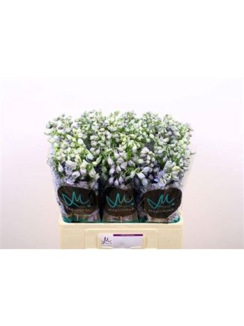 DELPH EL GUARD LAVEN