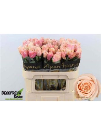 R GR PRETTY PILLOW 70CM