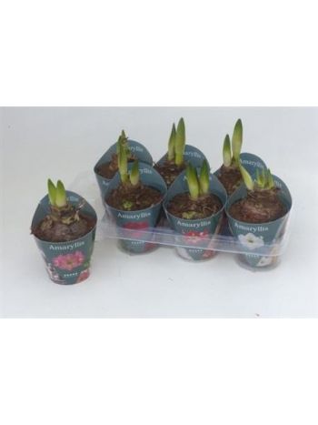 HIPPEAS GEM EXTRA 2+