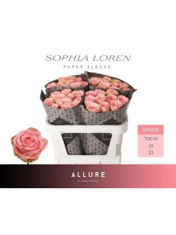 R GR SOPHIA LOREN 70CM