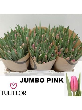 TU EN JUMBO PINK