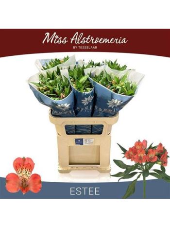 ALSTR ESTEE