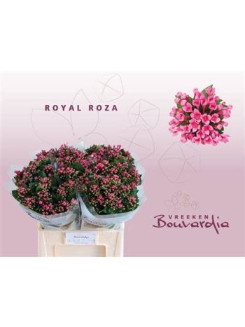 BOU EN ROY ROZA