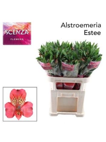 ALSTR ESTEE