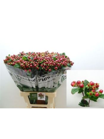 HYP MAG SEASONS 70CM