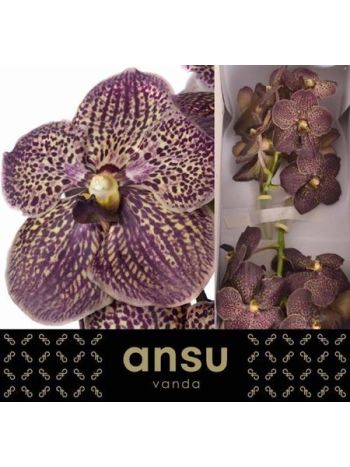 VANDA SU CHOC BROWN