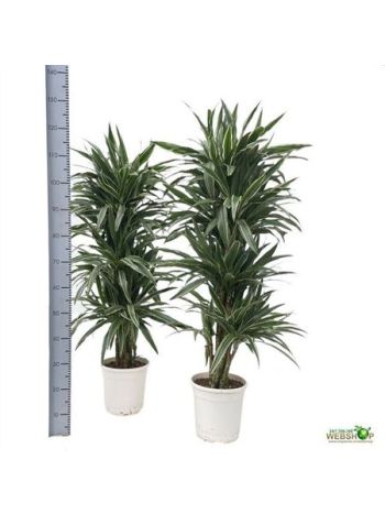 DRA DE WARNECKEI 4 TÖRZSES