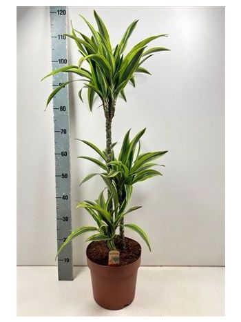 DRA DE LEMON LIME 3 TÖRZSES