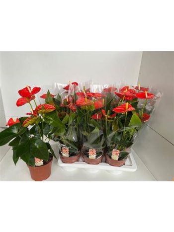 ANTH AN SIER ORANGE AKCIO