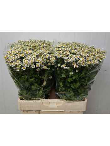 TANA PA SINGLE VEGMO 60CM