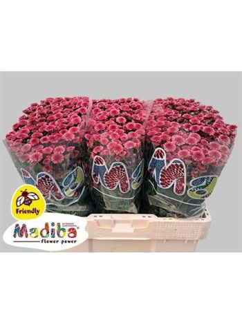 CHR SAN MAD CHER TYOLO