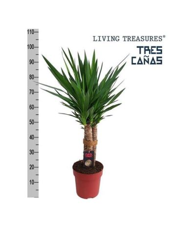 YUC ELEPHANTIPES TREE