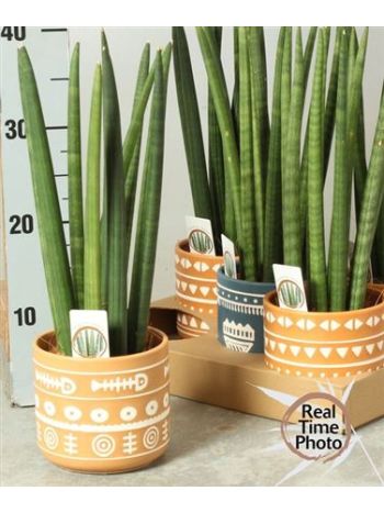 SANSEV CY EGYENES KASPÓS