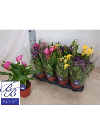 ZANT GEM SIMA CELÓS