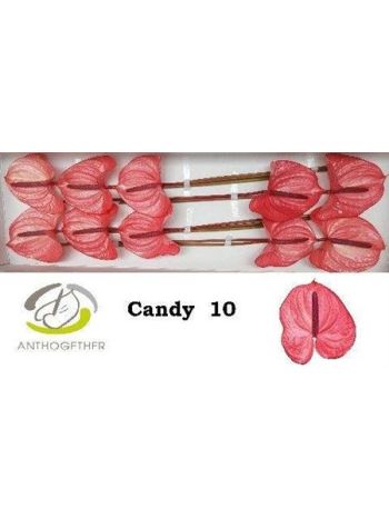 ANTH A CANDY *10