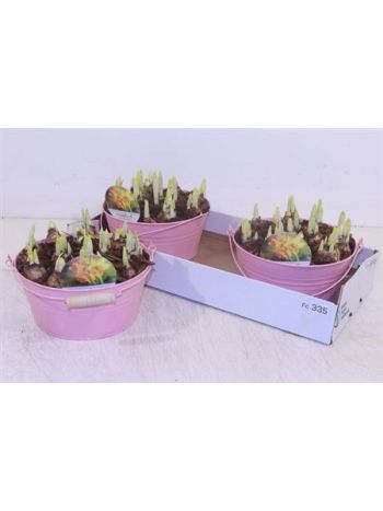 Ö. NARCIS PINK TÁL