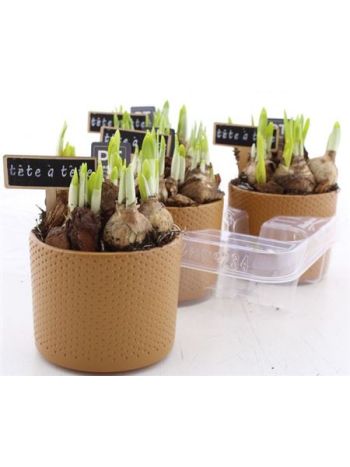 Ö. NARCIS BARNA KASPOS