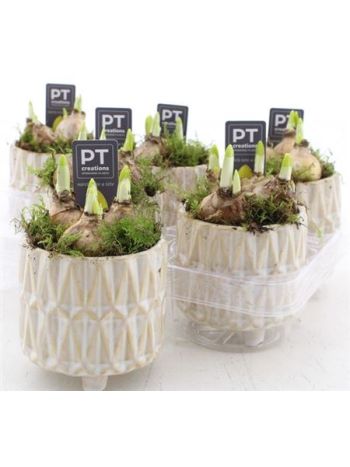 Ö. NARCIS LÁBAS KASPOS