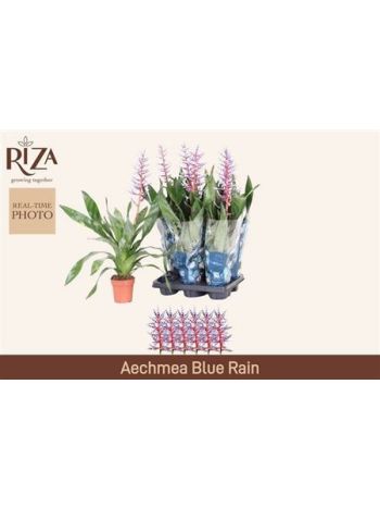 AECH BLUE RAIN