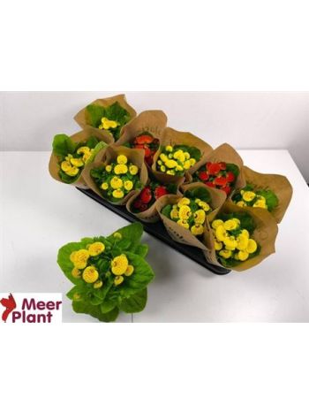 CALC X HERBEOHYBRIDA