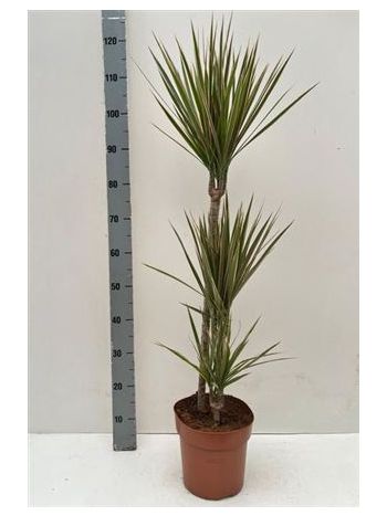 DRA MARG BICOLOR 3 TÖRZSES