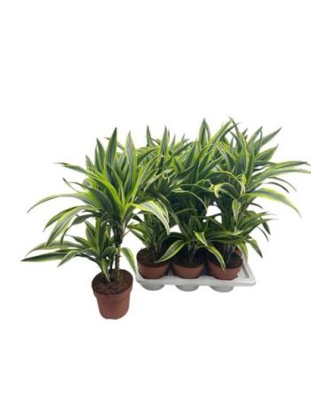 DRA DE LEMON LIME 2 TÖRZSES