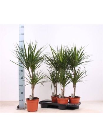 DRA MARGINATA 2 TÖRZSES