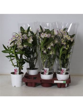 DENDR 2 ÁG DR KUMIKO