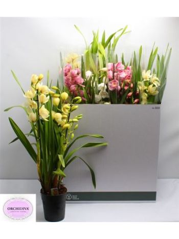 CYMBIDIUM GEM 2-3+
