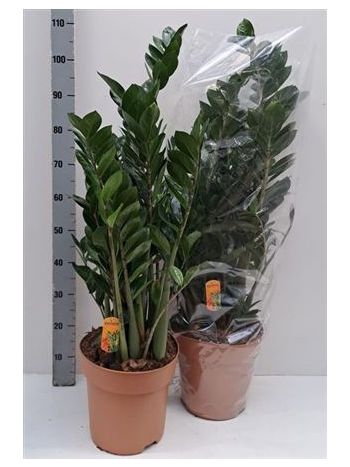 ZAMIOCULCAS ZAMIIFOL