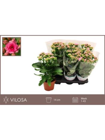 KAL GE RF GRACF PINK