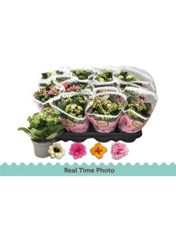 KAL ROSALIE MIDI TW BL