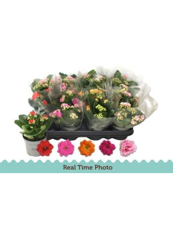 KALAN ROSALIE MIDI SIMA CELOS