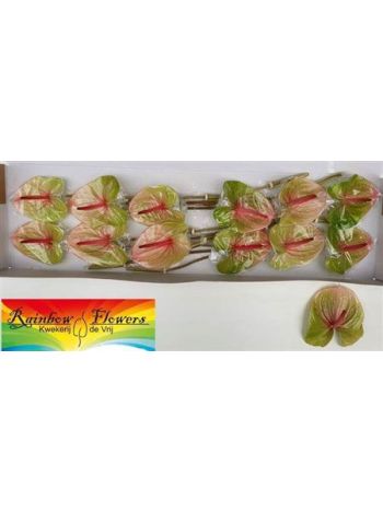 ANTH A AVO DANIELLE *12