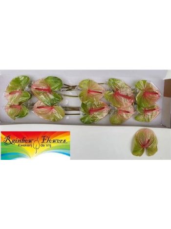 ANTH A AVO DANIELLE *10