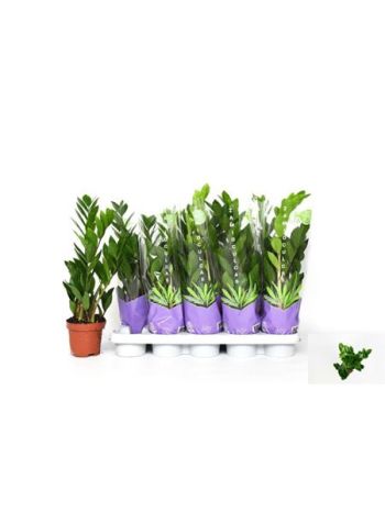 ZAMIOCULCAS ZAMIIFOL MAGAS