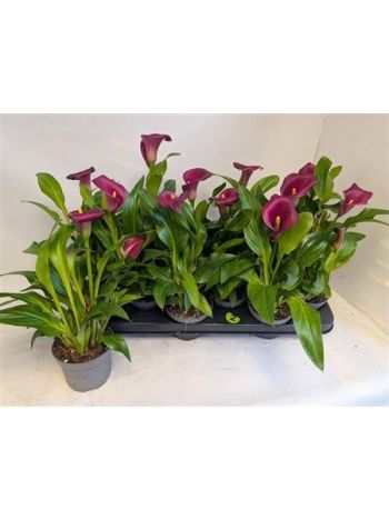 ZANT ROYAL VALENTINE