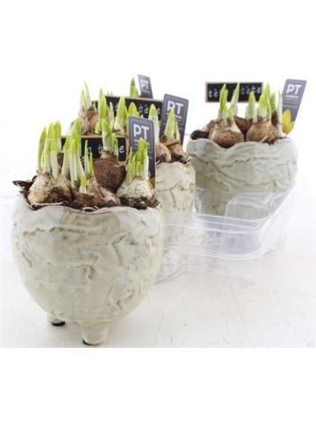 NARCIS O TETE LÁBAS KASPÓS