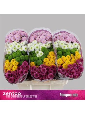 CHR SAN  POMPO GEM BS