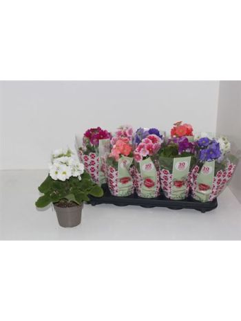 PRIM OB SWEETK A GEM