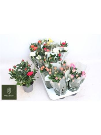 RO KORDANA GEM 5 SRT