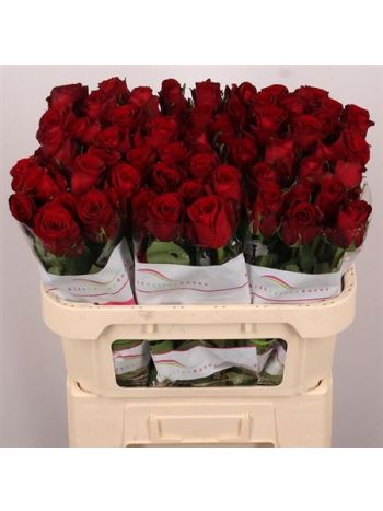 R GR RED BENTLEY 70CM