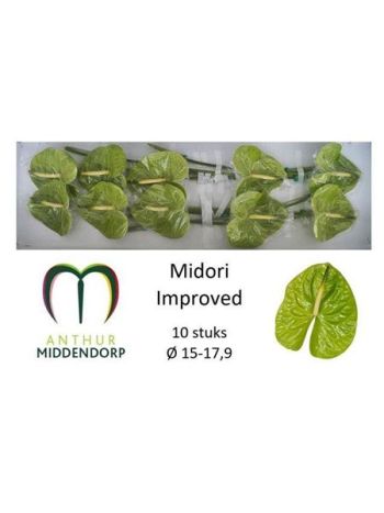 ANTH A MIDORI IMP *10